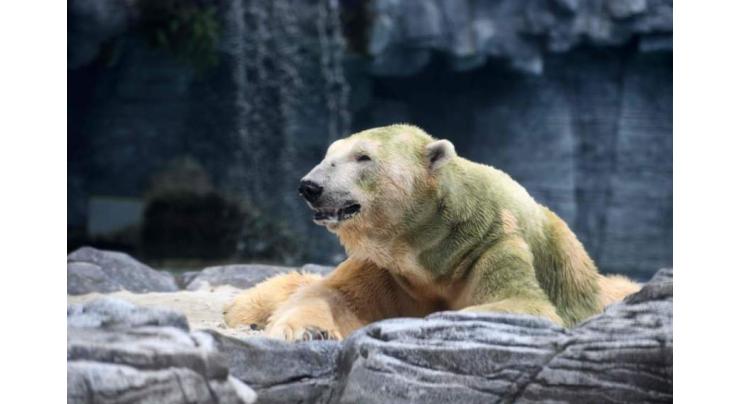 Inuka, first polar bear born in the tropics, is put down
