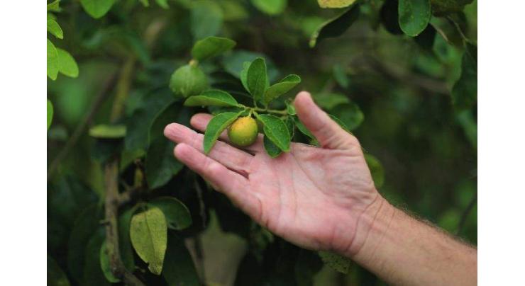 Mediterranean fears bitter future for citrus crops
