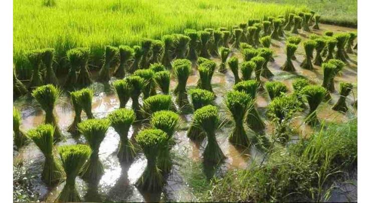 Paddy nursery not to be cultivated before May 20
