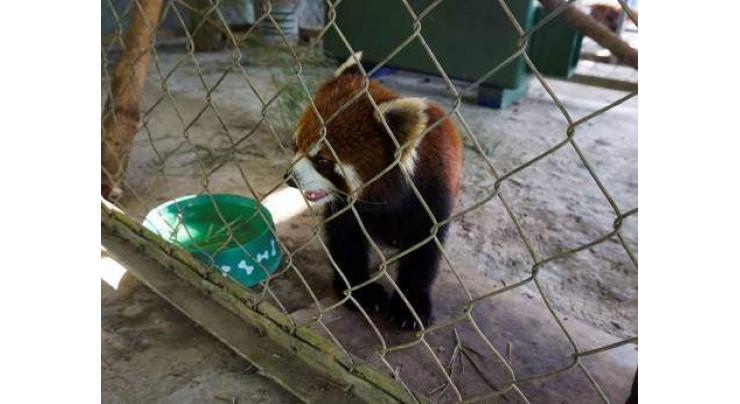'Kung Fu' red pandas settle into new Laos sanctuary
