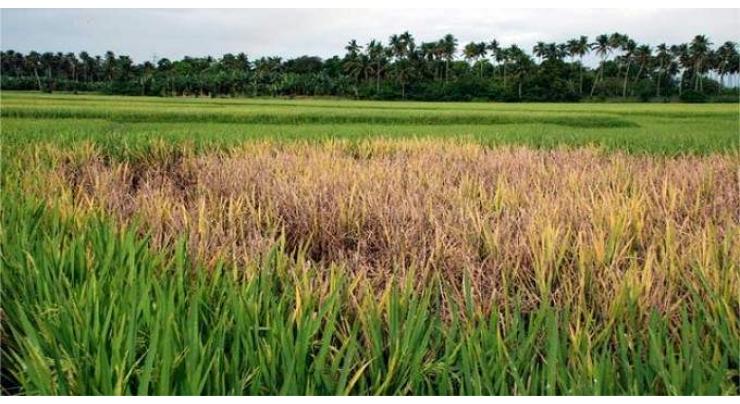 Growers advised not to cultivate paddy nursery before May 20
