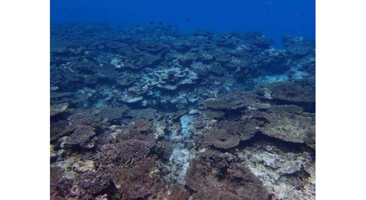 Only 1 pct of Japan's biggest coral reef healthy: survey
