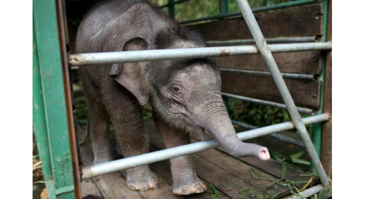 Six pygmy elephants found dead on Malaysian Borneo
