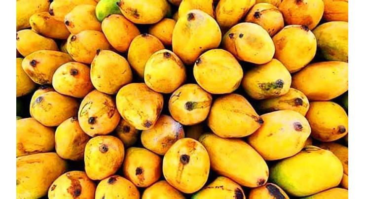 Pakistanis consider 'Mango' most favorite fruit during summer: Report
