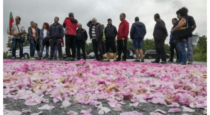 Bulgaria's rose surplus crushes petal prices

