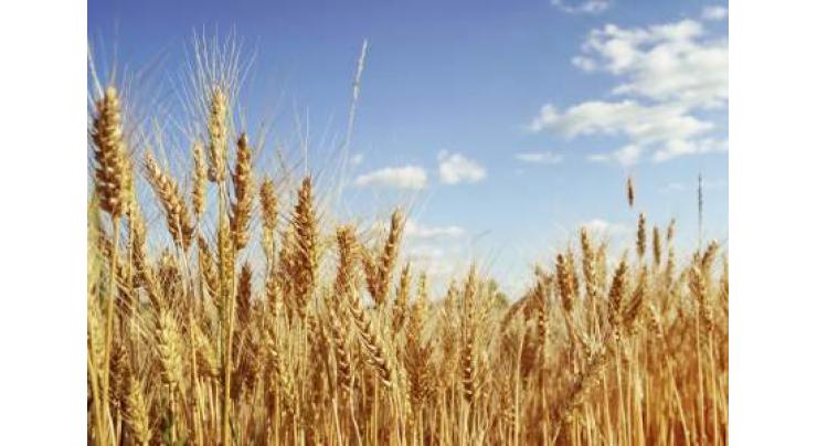 60% wheat procurement target achieved in Faisalabad 

