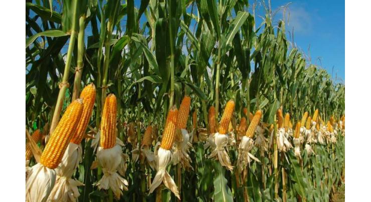 Maize target fixed in Faisalabad 
