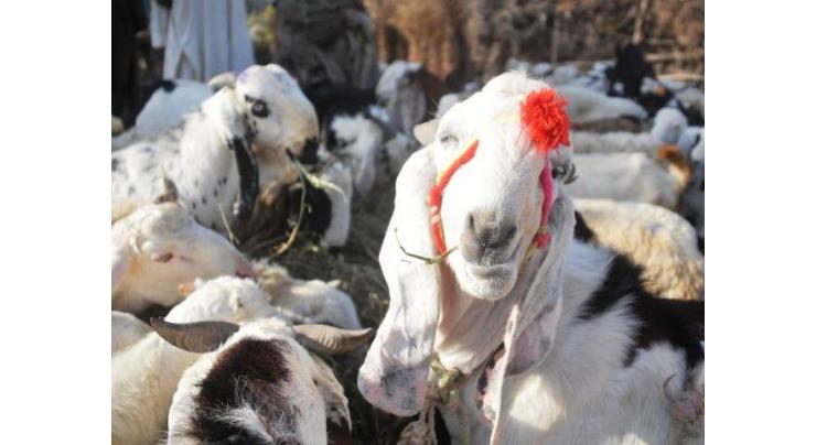 Livestock dept vaccinating goats, sheep