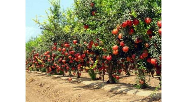 Agriculture experts advised to cut branches of pomegranate trees during May
