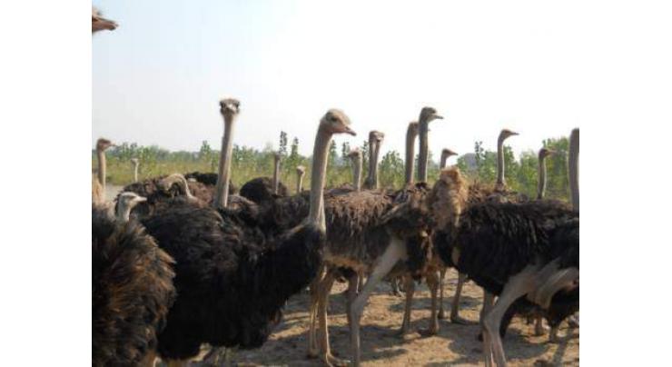 Ostrich farming to help fulfil nutritional needs
