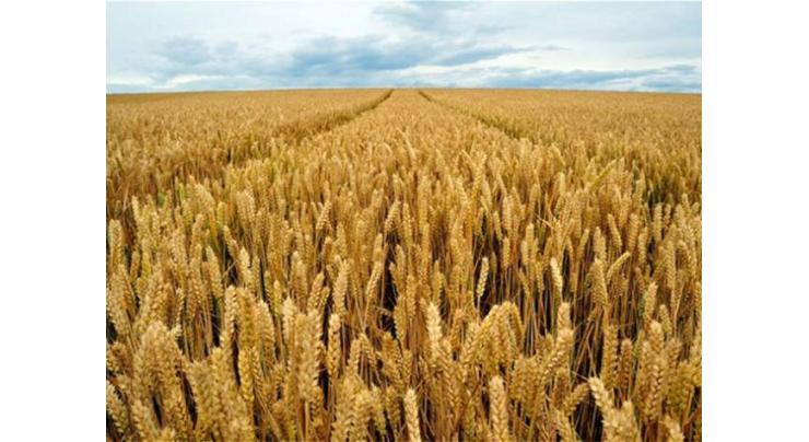 Wheat production decreasing due to negative changes in climate conditions
