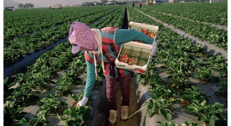 Moroccan fruit pickers file sexual harassment complaints in Spain
