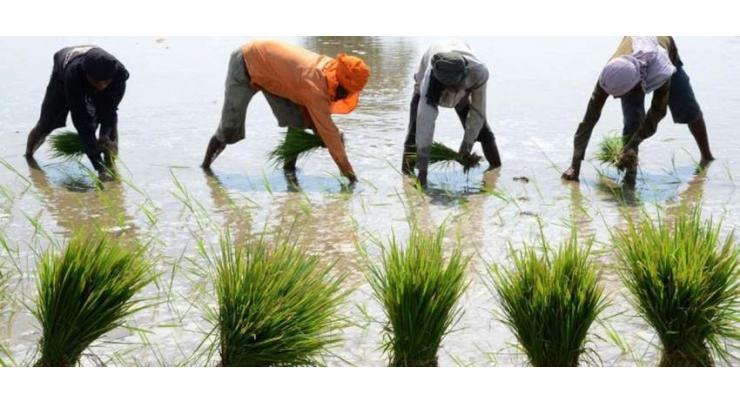 Growers advised to complete rice cultivation by June 30
