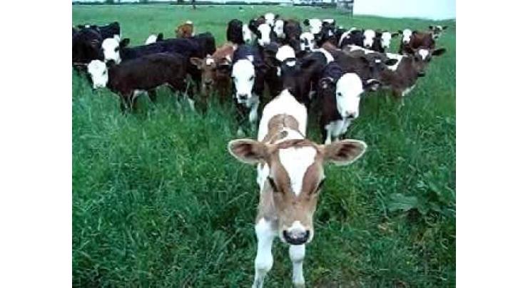 Livestock manage to control Foot and Mouth Diseases (FMD) of cattle from South Punjab
