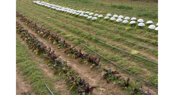 Drip irrigation system beneficial for farmers
