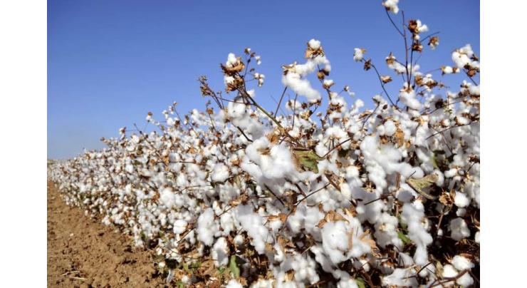 Cotton cultivation target surpassed in Faisalabad 
