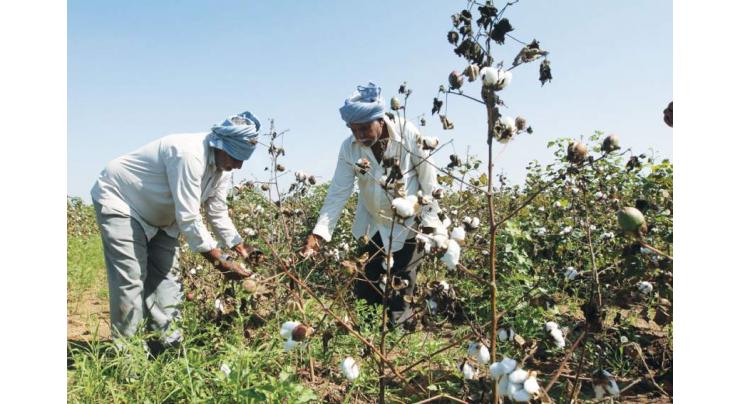 Pink Bollworm among top causes of decline in cotton yield
