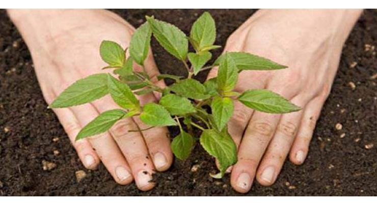 Pakistan Tobacco Company decides to distribute trees for free for plantation in coming monsoon
