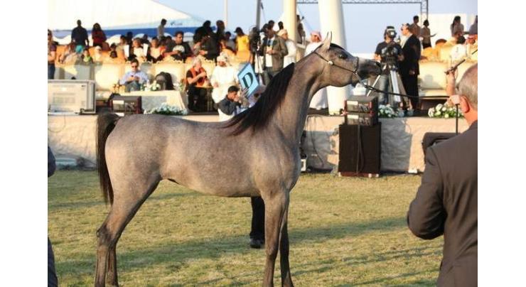 Ajman Stud to compete in &quot;Arabian Horse World Championships of the Mediterranean and Arab Countries&quot; in France