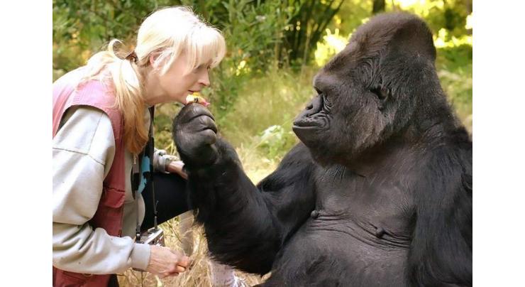 Famed sign-language gorilla Koko dies in California
