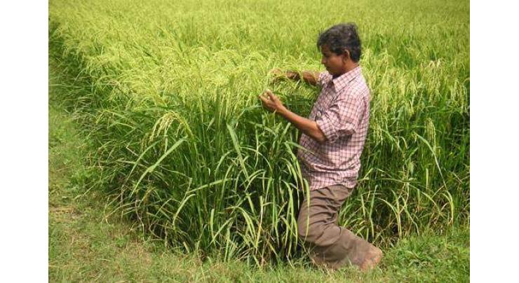 Rice cultivation must complete in July

