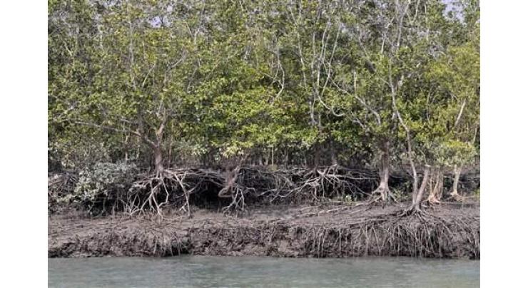 Pakistan in dire need to conserve its mangrove forests : experts
