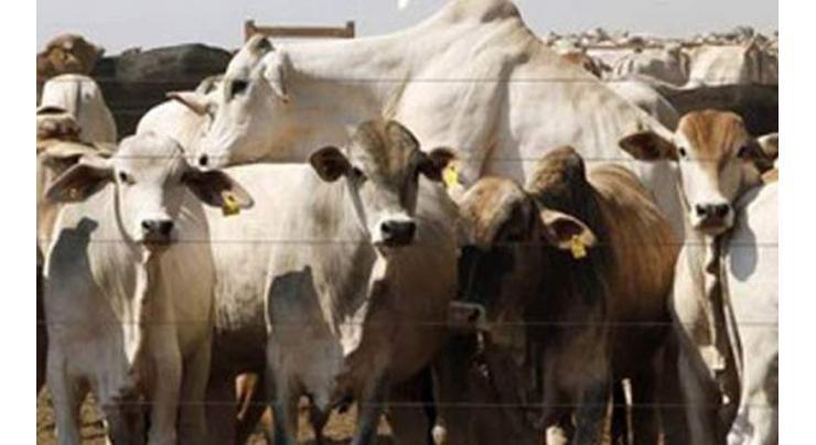 Livestock deptt continues schemes in Sargodha

