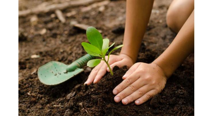 Tree plantation vital to deal with pollution
