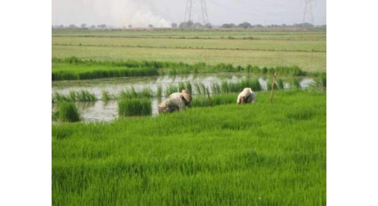 Farmers must stay vigilant during rains
