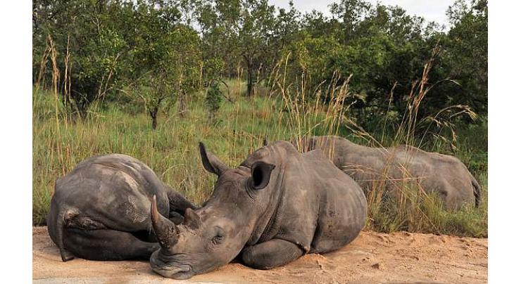 Seven rhinos die after move to a new park in Kenya
