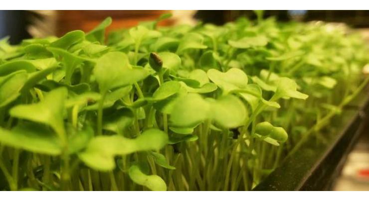 Shoots for the stars: Briton grows microgreens for top French chefs
