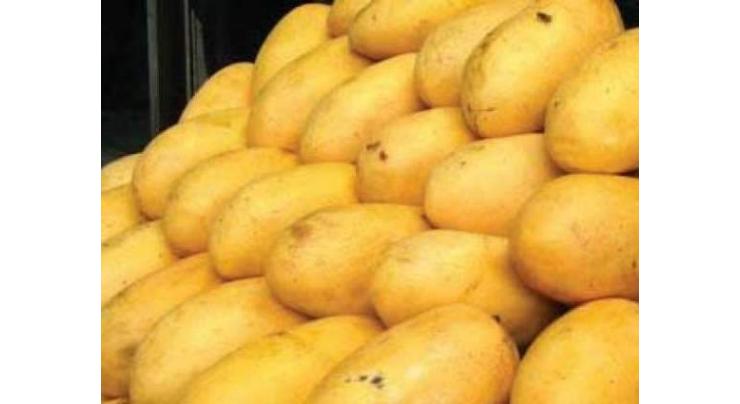 Mango Festival commences in Multan
