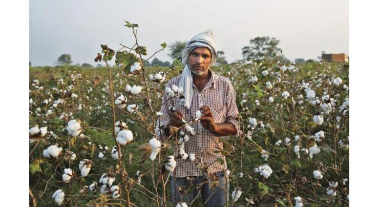 Cotton research and development programme launches to enhance its productivity
