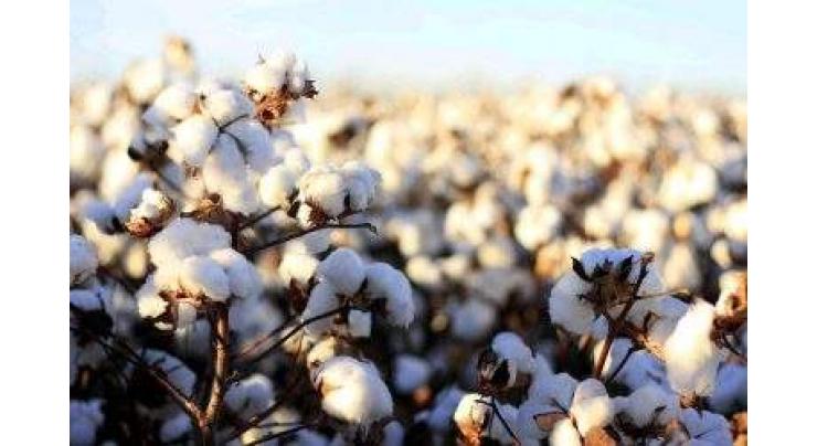 Punjab govt seeks applications from cotton growers for reward
