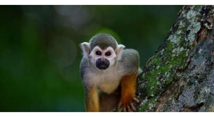 Large group of rare monkeys sighted in Yunnan
