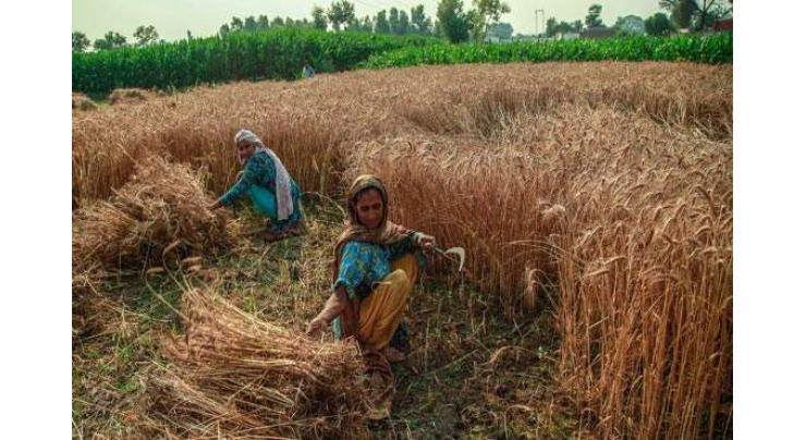 Pakistan's agriculture sector records notable improvement: Asian Development Bank'
