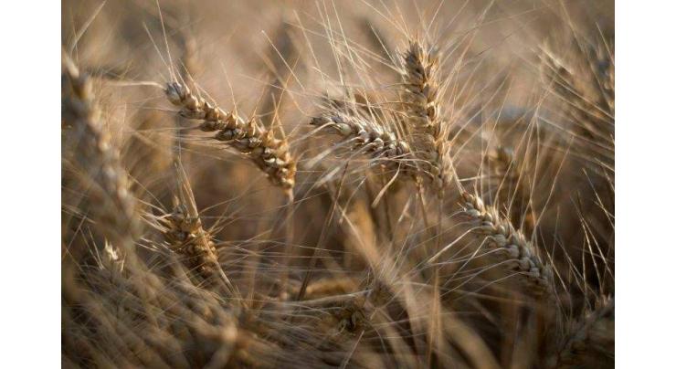 Japan lifts ban on Canadian wheat imports
