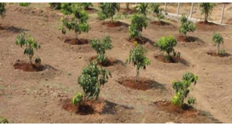 District & Session Judge Rawalpindi inaugurates tree plantation
