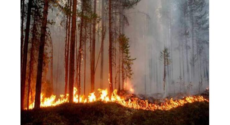 Fires spark biodiversity criticism of Sweden's forest industry
