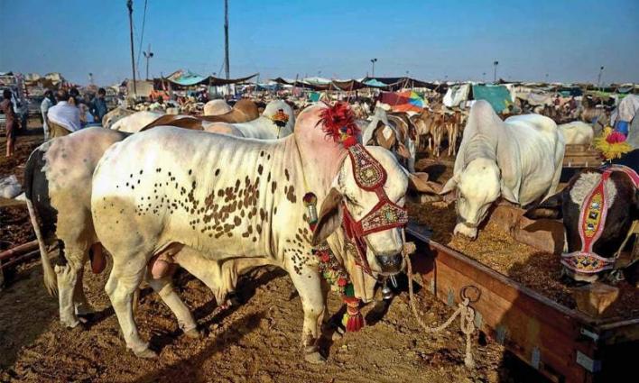 50,000 Sacrificial Cattle Arrive In Sohrab Goth Mandi 