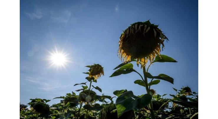 Two dead in Spain as Europe wilts under record heatwave
