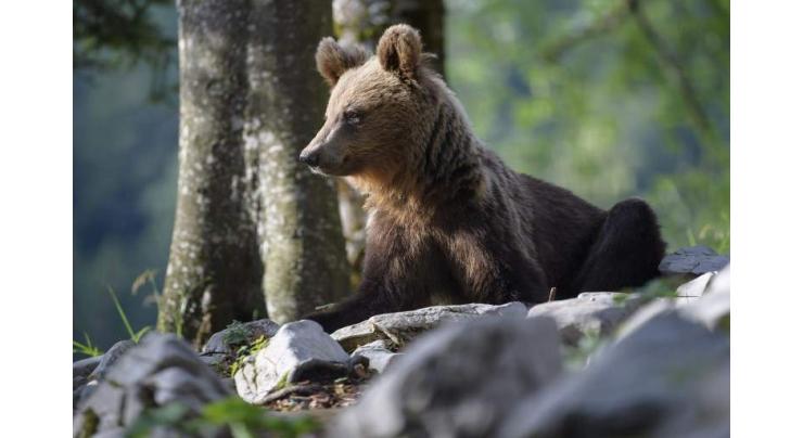 Slovenians strive to live in peace with bears
