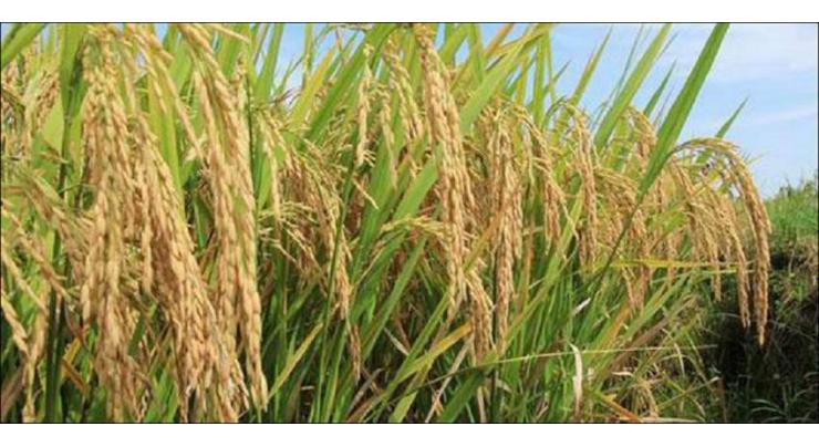 Hybrid rice cultivated over 800,000 hectares during current season: PARC

