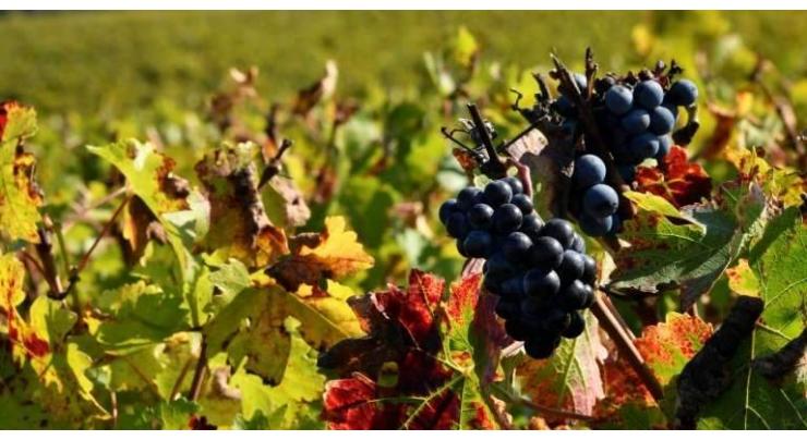 Heat brings relief for French vineyards
