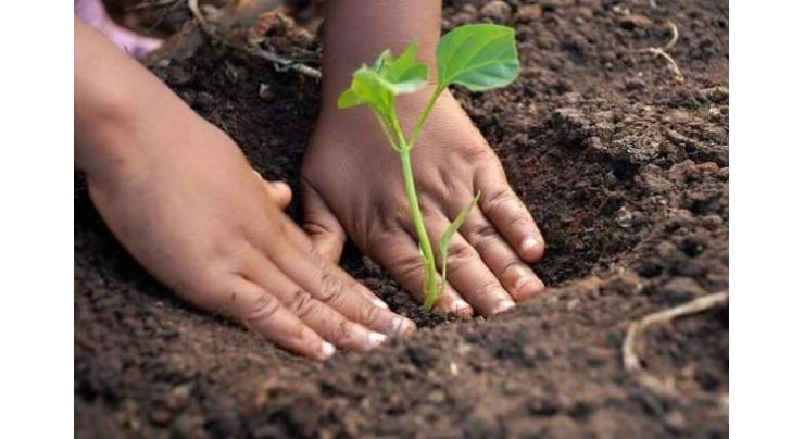 Tree plantation campaign by special students on August 14
