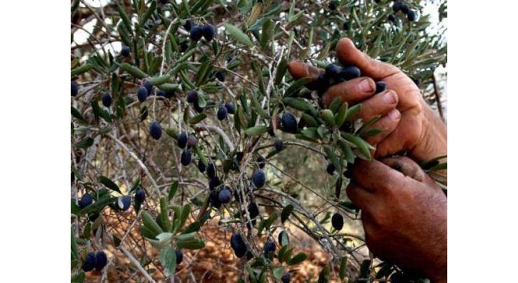 Olive plants being provided to enhance olive production
