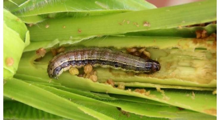 Crop-destroying Armyworm caterpillar detected in Asia
