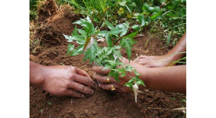 32,000 saplings to be planted in Sibi on Independence Day: DC Sibi
