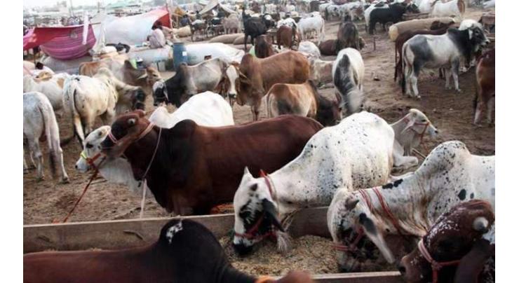Vendors complain of missing facilities at I-12 sacrificial animal market
