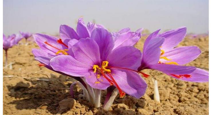 Iran accounts for 92% of world saffron output
